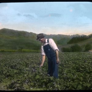 Man in snap bean field in hilly area