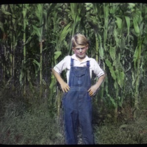 Boy standing in corn field