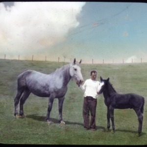 Man with horse and colt in a field