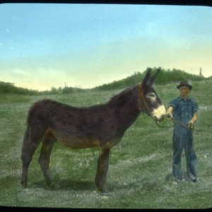 Man and a donkey in a field