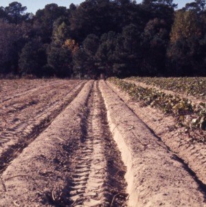 De-Vining Sweet Potatoes, 1967 - 1973
