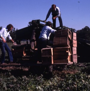 De-Vining Sweet Potatoes, 1967 - 1973