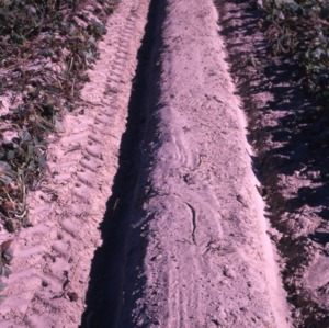 De-Vining Sweet Potatoes, 1967 - 1973