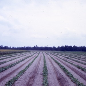 Growing fields (slides), 1972 - 1976