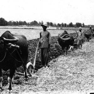 Oxen and farm workers
