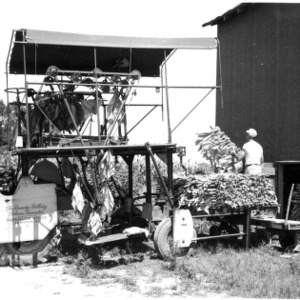 First mechanical tobacco harvester 1954-55