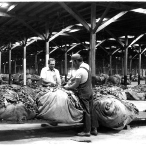 Men working with tobacco