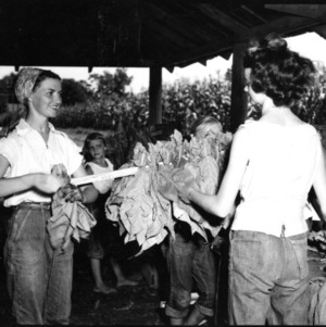Women holding harvested tobacco leaves