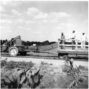 Hay drying, wagon.  MC Braswell Farm, Battleboro 1957