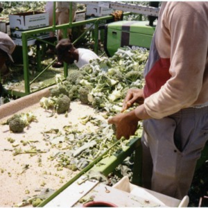 Brocolli harvesting