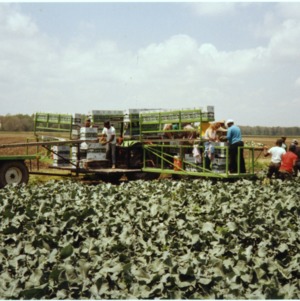 Brocolli harvesting
