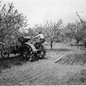 International Harvester Tractor Pulling Cultivator in Orchard