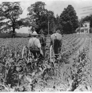 Worker riding horse-drawn one row cultivator in field