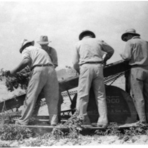 Workers with Irish potato picker and bagger