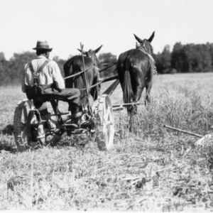 Man operating mule-powered agricultural machinery