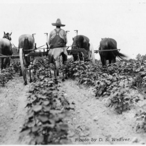 Man working horse-powered two-row cotton cultivator