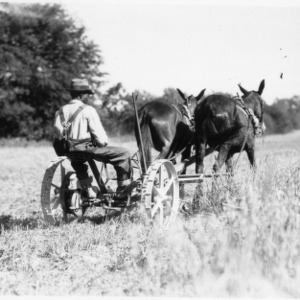 Man on mule-powered agricultural machinery