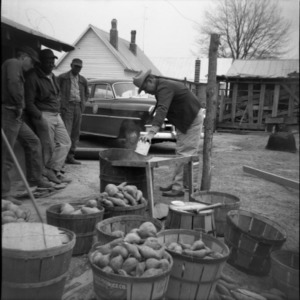 Men preparing electric sweet potato bed