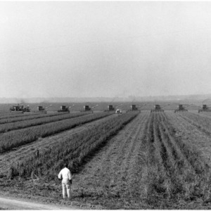 Harvesters in field