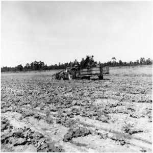 Tractor with Vegetable Harvester and Wagon