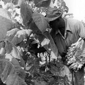 Tobacco Harvesting