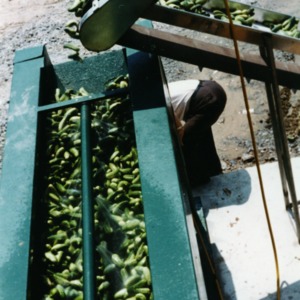 Cucumber Processing