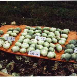 Machine Harvested Cabbage