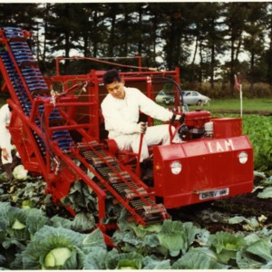Cabbage Machine Harvesting Field Test