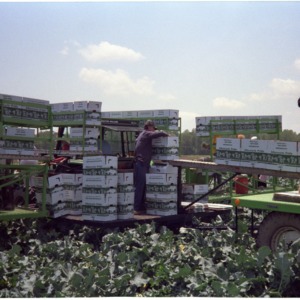 Harvesting and Boxing Vegetables