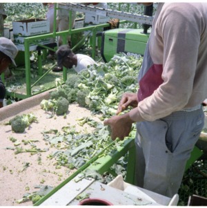 Harvesting and Trimming Broccoli