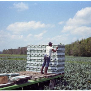 Boxes of Harvested Broccoli