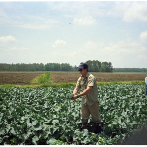 Workers Harvesting Broccoli