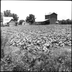 Farm with Vegetable Crop