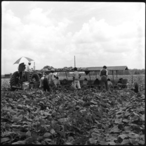 Workers Harvesting Vegetables