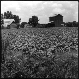 Farm with Vegetable Crop