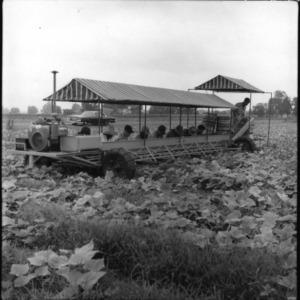 Workers Riding in Multi-Row Vegetable Harvester