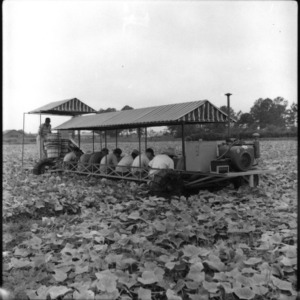 Workers Riding on Multi-Row Vegetable Harvester