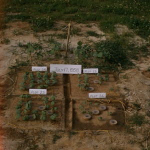 Testing the Growth and Harvest of Cucumbers, Cotton, and Peanuts