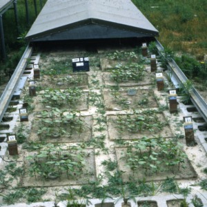 Testing the Growth and Harvest of Cucumbers, Cotton, and Peanuts