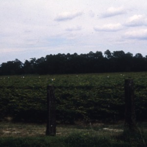 Dr. Humphries Harvesting NC Crops, 1969
