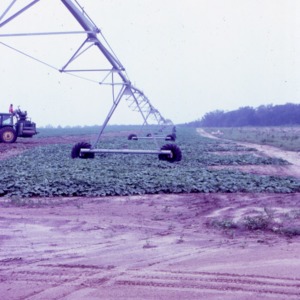 Dr. Humphries Harvesting NC Crops, 1969