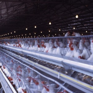 Poultry, 1969