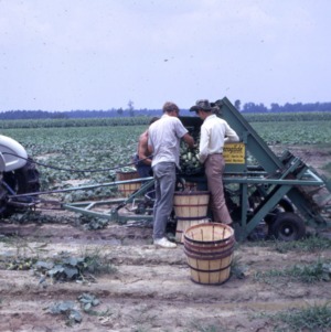 Cucumbers, 1969 - 1971