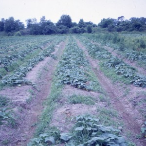 Cucumbers, 1969 - 1971