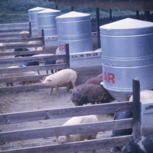 R.M. Ritchie, Jr., Agricultural Extension Agent photographs 1950 - 1965