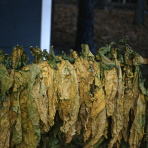Tobacco Growing, Harvesting, and Bulk Curing
