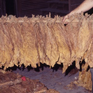 Tobacco Growing, Harvesting, and Bulk Curing