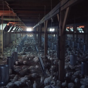 Poultry, 1963 - 1965