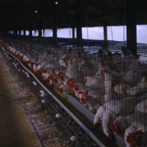 Poultry, 1954 - 1961