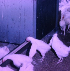 Poultry, 1954 - 1961